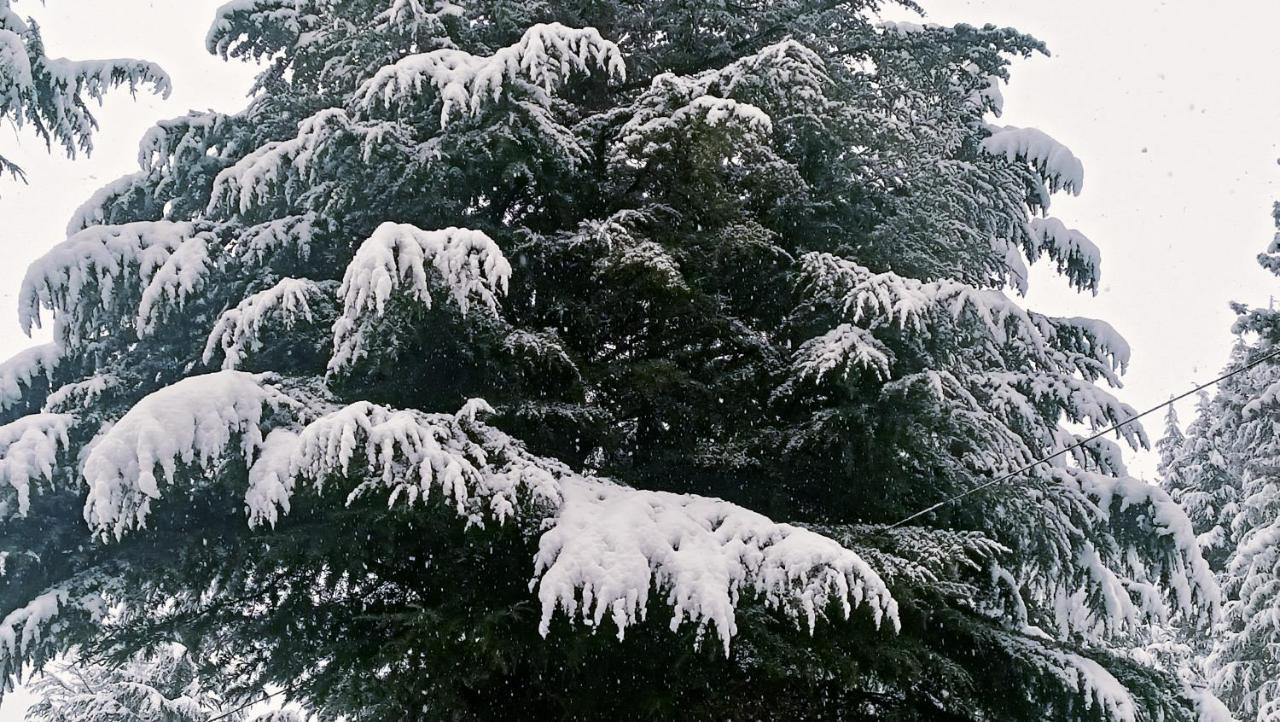 Baan By Snow City Farm Vashist 外观 照片